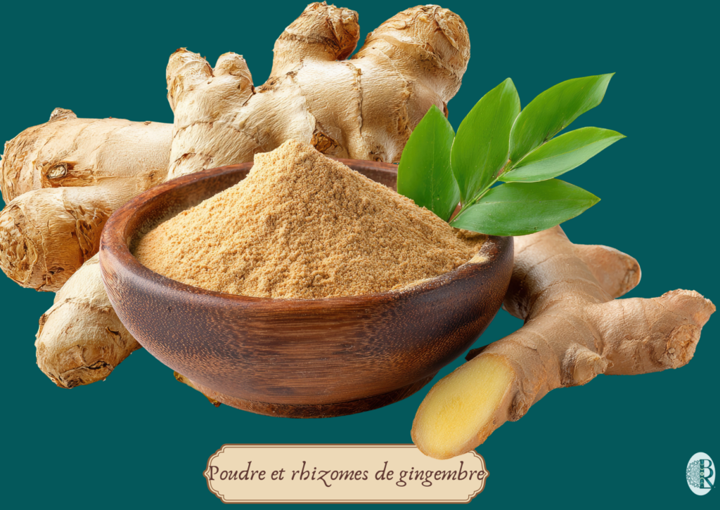 Poudre et rhizomes de gingembre
