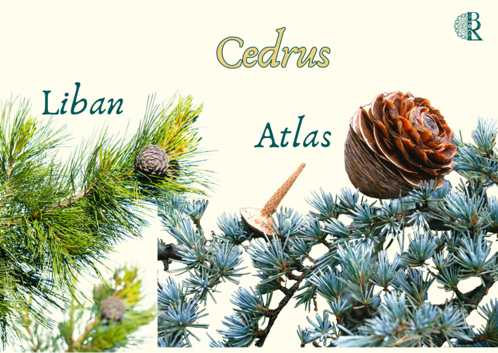 Différence entre cèdre du Liban et Cèdre de l'atlas