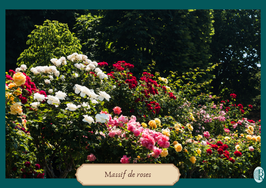mASSIFS DE ROSE