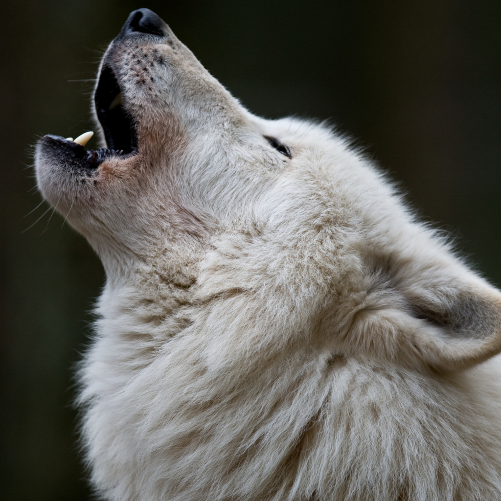dans la gueule du loup